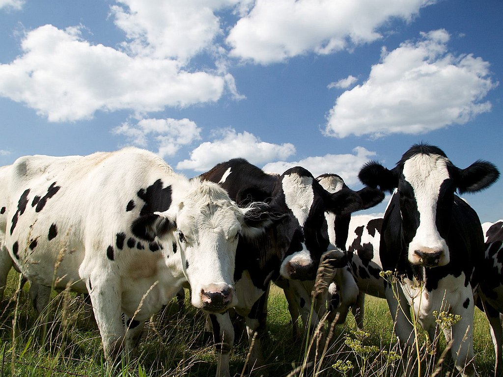 Curious Holsteins, Iowa